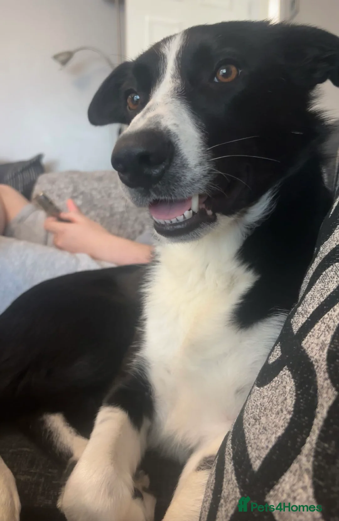 Smooth Collie dogs for sale: New Home Needed! Please Read Description!! in Wisbech - Advert 5