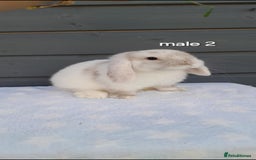 Mini Lop rabbits for sale: Gorgeous mini lop rabbits ready now  - Image 15