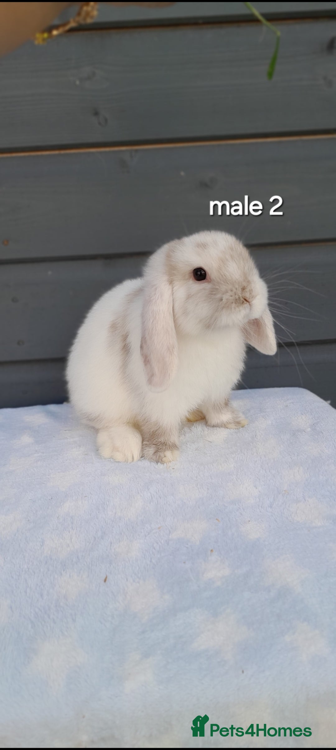 Mini Lop rabbits for sale: Gorgeous mini lop rabbits ready now  - Image 15