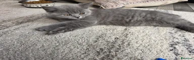 British Shorthair 3