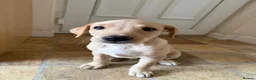 Labrador Retriever dogs for sale: 6th Generation KC Pedigree Labrador Retriever  - Advert 2