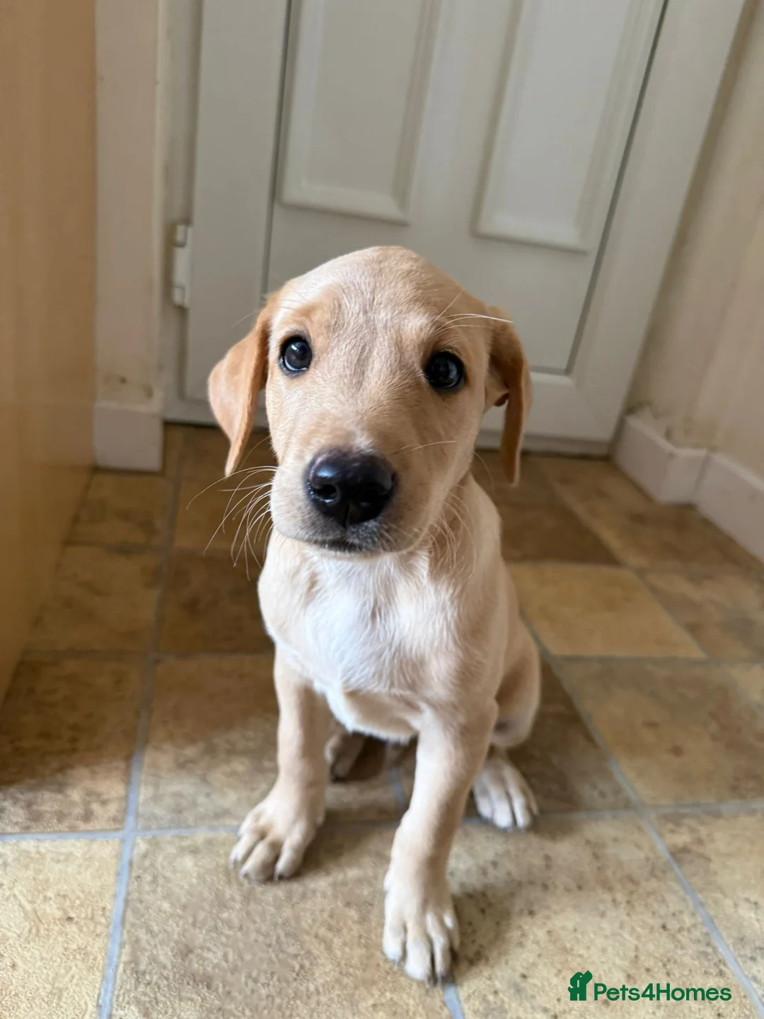 Labrador Retriever dogs for sale: 6th Generation KC Pedigree Labrador Retriever  - Advert 2