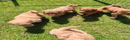 Standard Poodle dogs for sale: Red Standard Poodle puppies - Advert 6