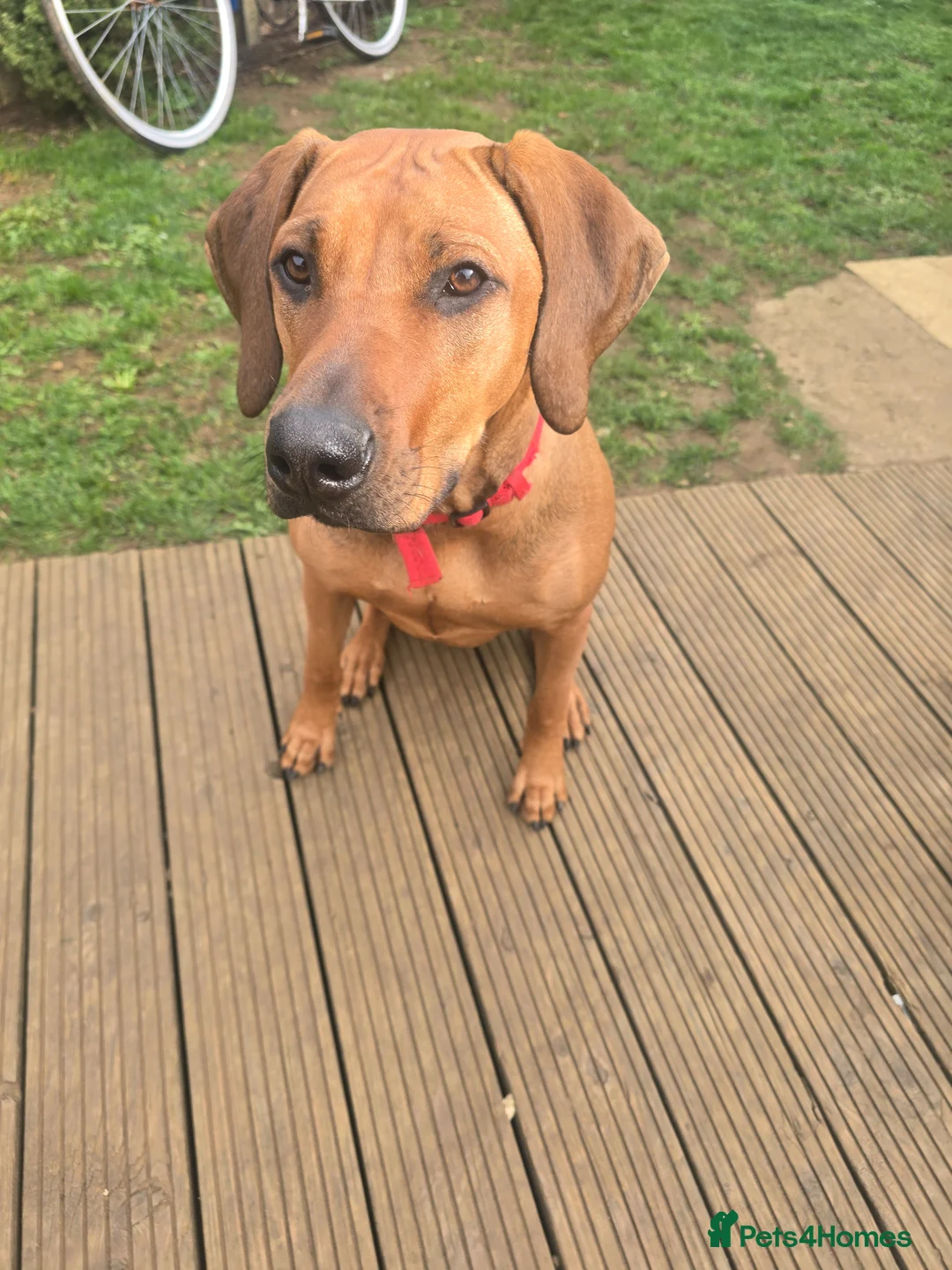 Rhodesian Ridgeback dogs for sale: Luna  - Advert 1