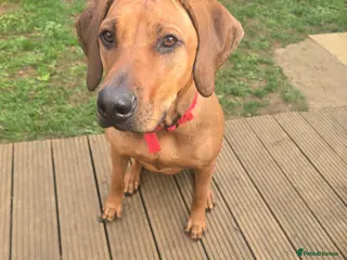 Rhodesian Ridgeback dogs Luna - Advert 4