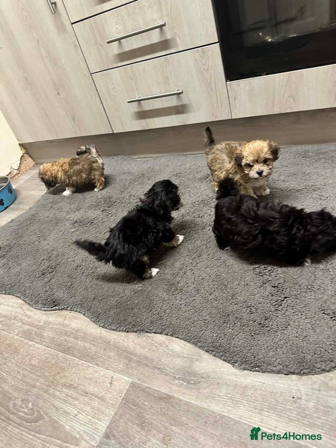 Maltipoo dogs for sale: MALTIPOO 🥰🥰 READY TO LEAVE  - Advert 11