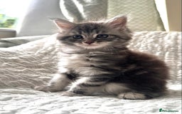 Maine Coon cats for sale: GORGEOUS MAINE COON KITTENS - Image 6