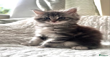 Maine Coon cats - Advert 7
