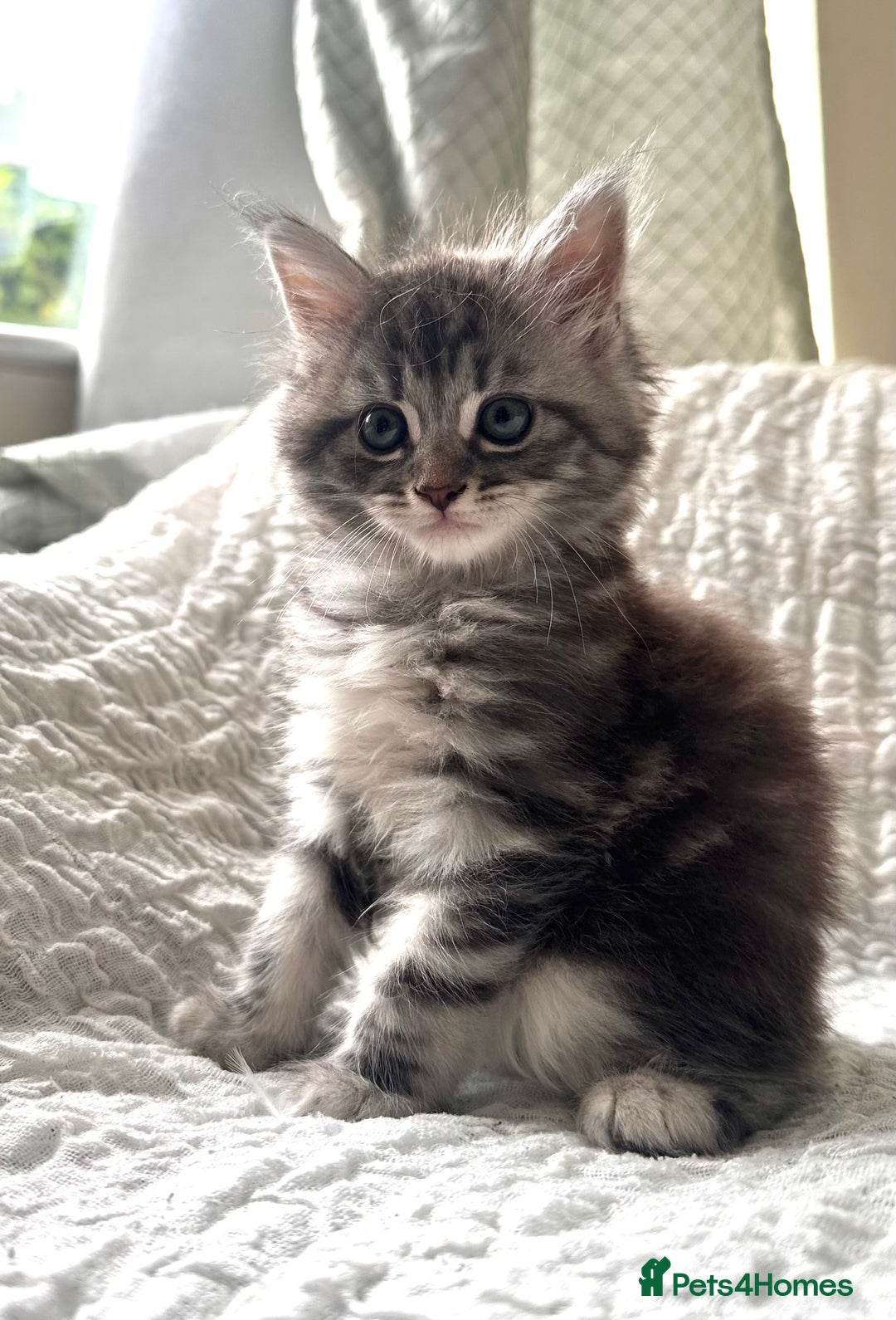 Maine Coon cats for sale: GORGEOUS MAINE COON KITTENS - Image 6