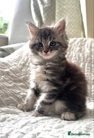 Maine Coon cats - Advert 4