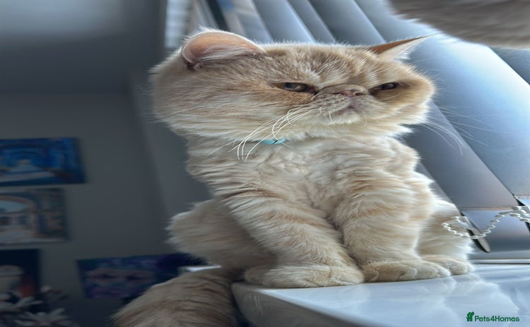 Exotic cats - Advert 4