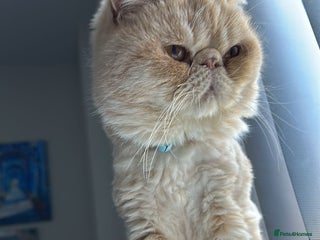 Exotic cats - Advert 1