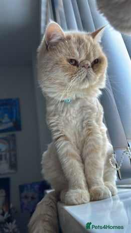 Exotic cats - Advert 1