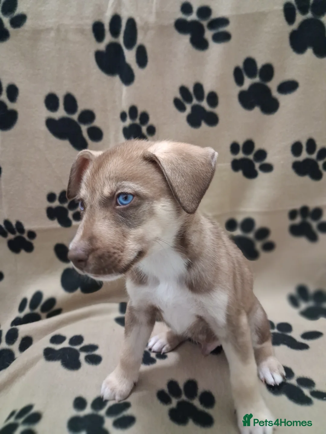 Mixed Breed dogs for sale: Agouti Husky Cross puppies  - Advert 34