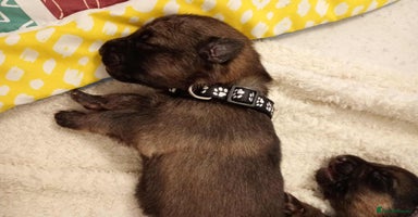 German Shepherd dogs - Advert 7