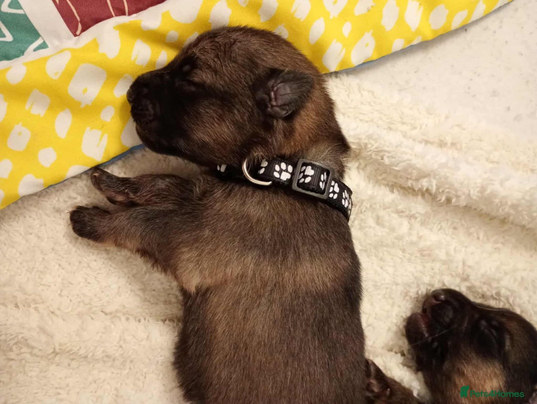 German Shepherd dogs for sale: German Shepherd Pups - Image 3