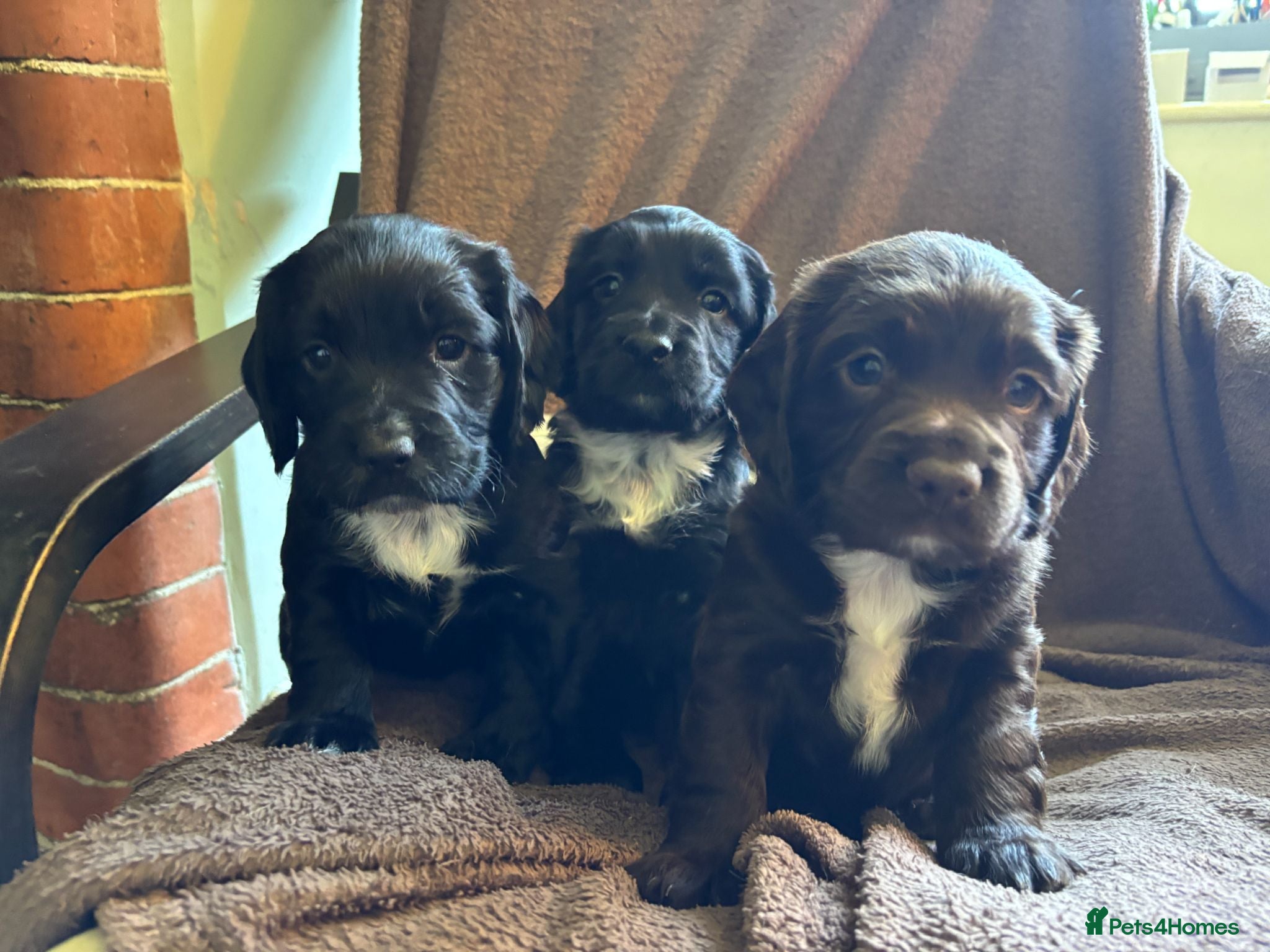 Sprocker dogs Cocker/Sprocker puppies.  1 black boy, 1 brown boy - Advert 1