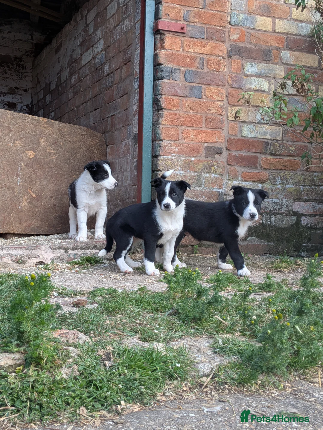 Border Collie dogs for sale: Border Collie Puppies for sale - Advert 1