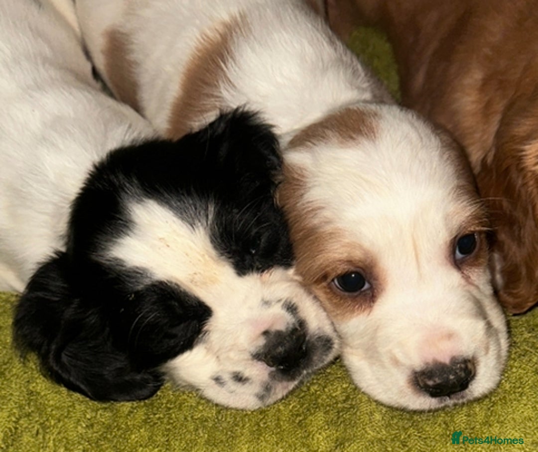 Cocker Spaniel dogs for sale: Show Cocker spaniels - Advert 2