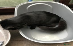 British Longhair cats for sale: Beautiful and affectionate neutered black cat - Image 4