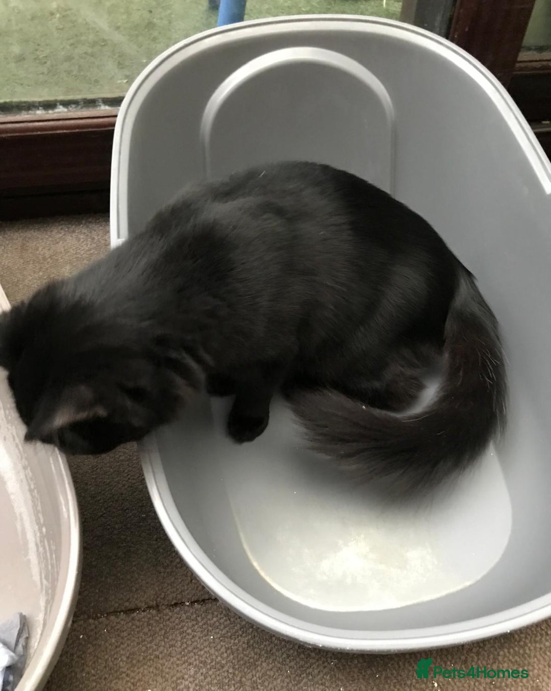 British Longhair cats for sale: Beautiful and affectionate neutered black cat - Image 4