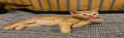 Abyssinian cats for sale: British x Abyssinian Kittens ONLY 2 left !  - Advert 3