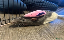 Rat rodents for sale: Brother rats - cuddly and cute - kid handled - Advert 6