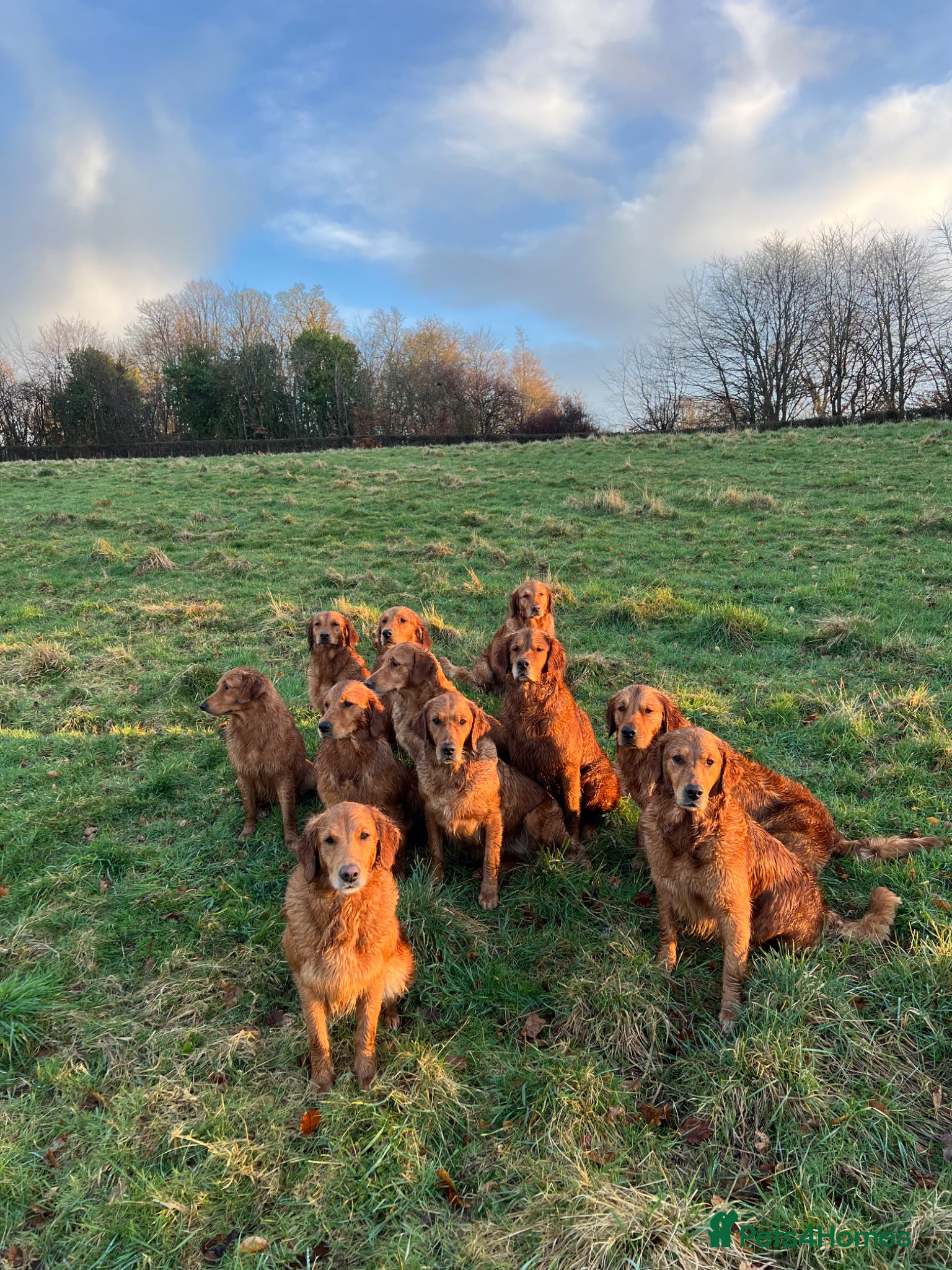 Golden Retriever dogs for sale: Tundra Retriever KC Fox Red Golden Retriever Pups - Advert 1
