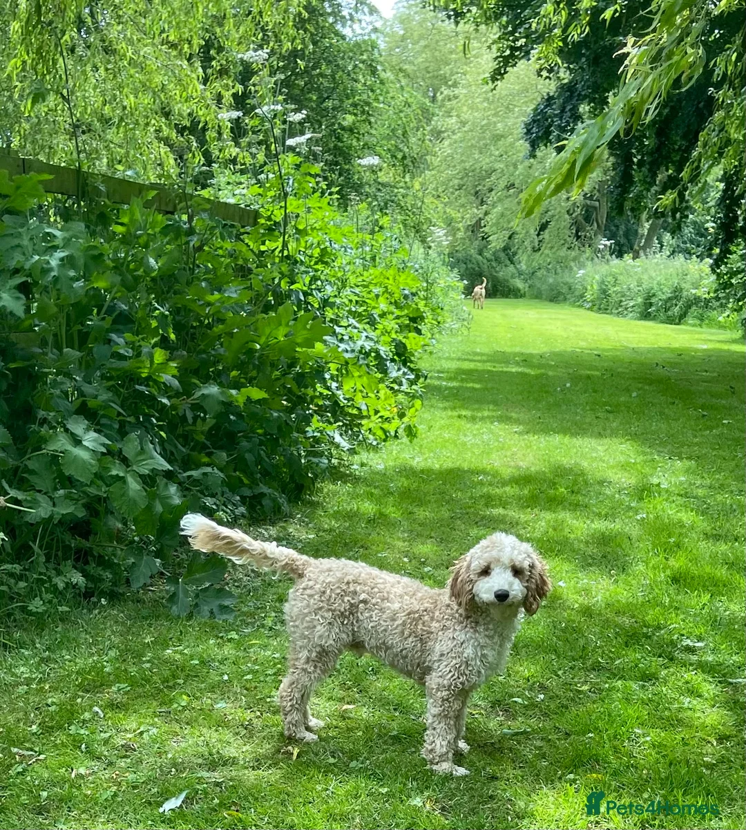 Miniature Poodle dogs for stud: Miniature Poodle Stud  in Driffield - Advert 3