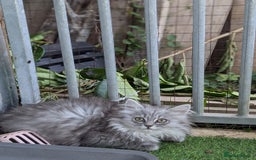 Persian cats for sale: ADORABLE RUSSIAN BLUE X PERSIAN KITTENS - Image 6