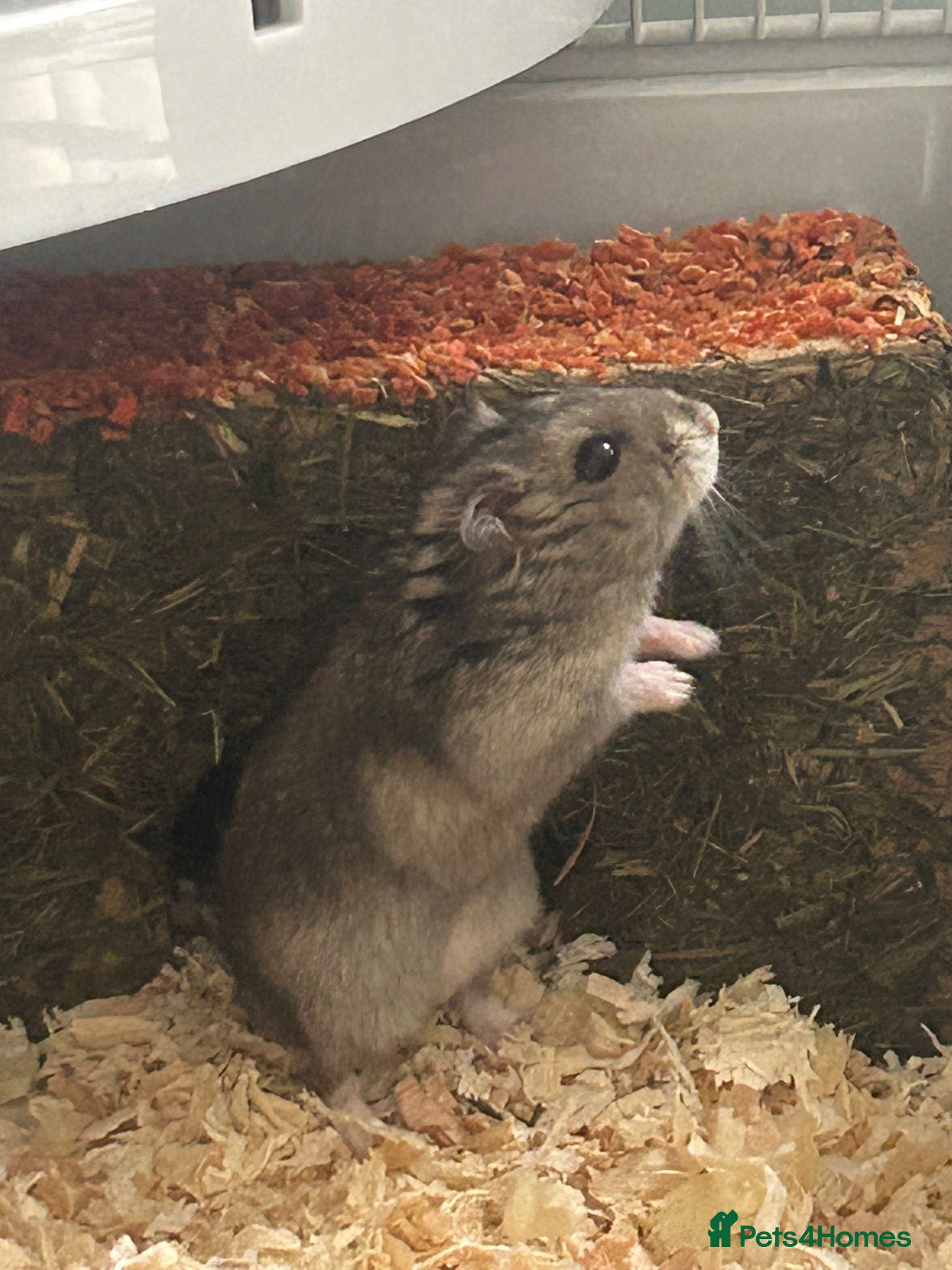 Hamster rodents Russian Dwarf hamster (Hammy) - Advert 3