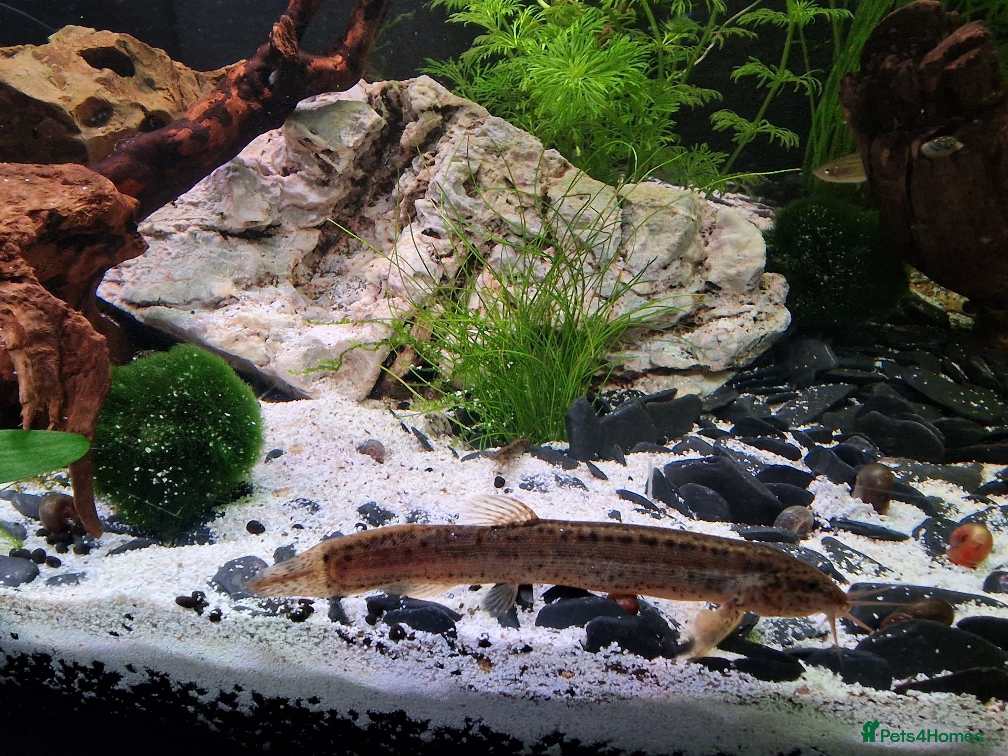 Other/Mixed Breed fish Various coldwater fish - Advert 2