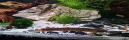 Other/Mixed Breed fish for sale: Various coldwater fish in Chorley - Advert 1