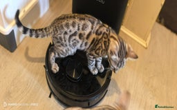 Bengal cats for sale: Sweet Bengal Kittens For Sale  - Image 36