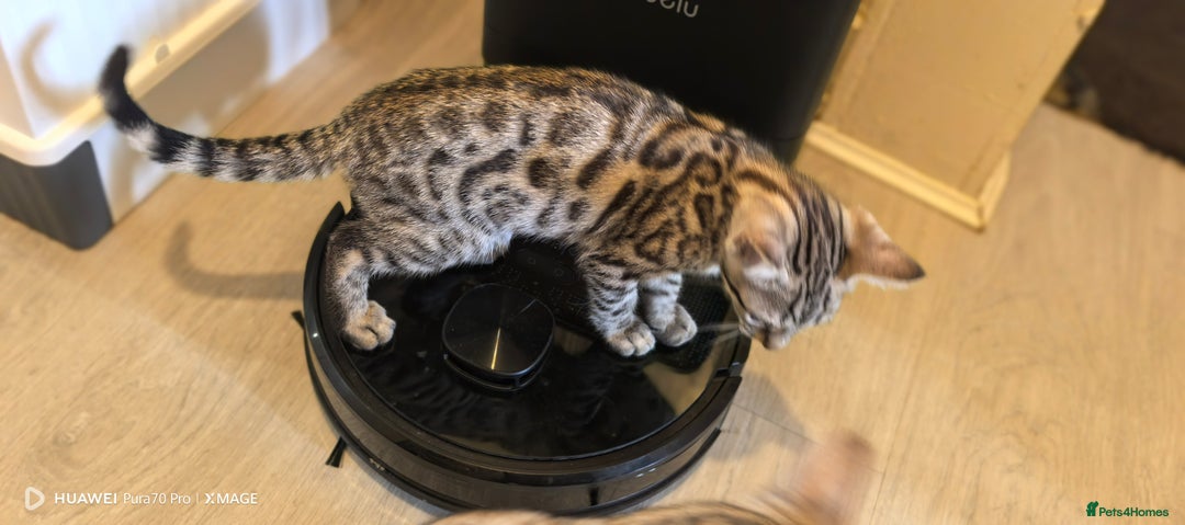 Bengal cats for sale: Sweet Bengal Kittens For Sale  - Image 36