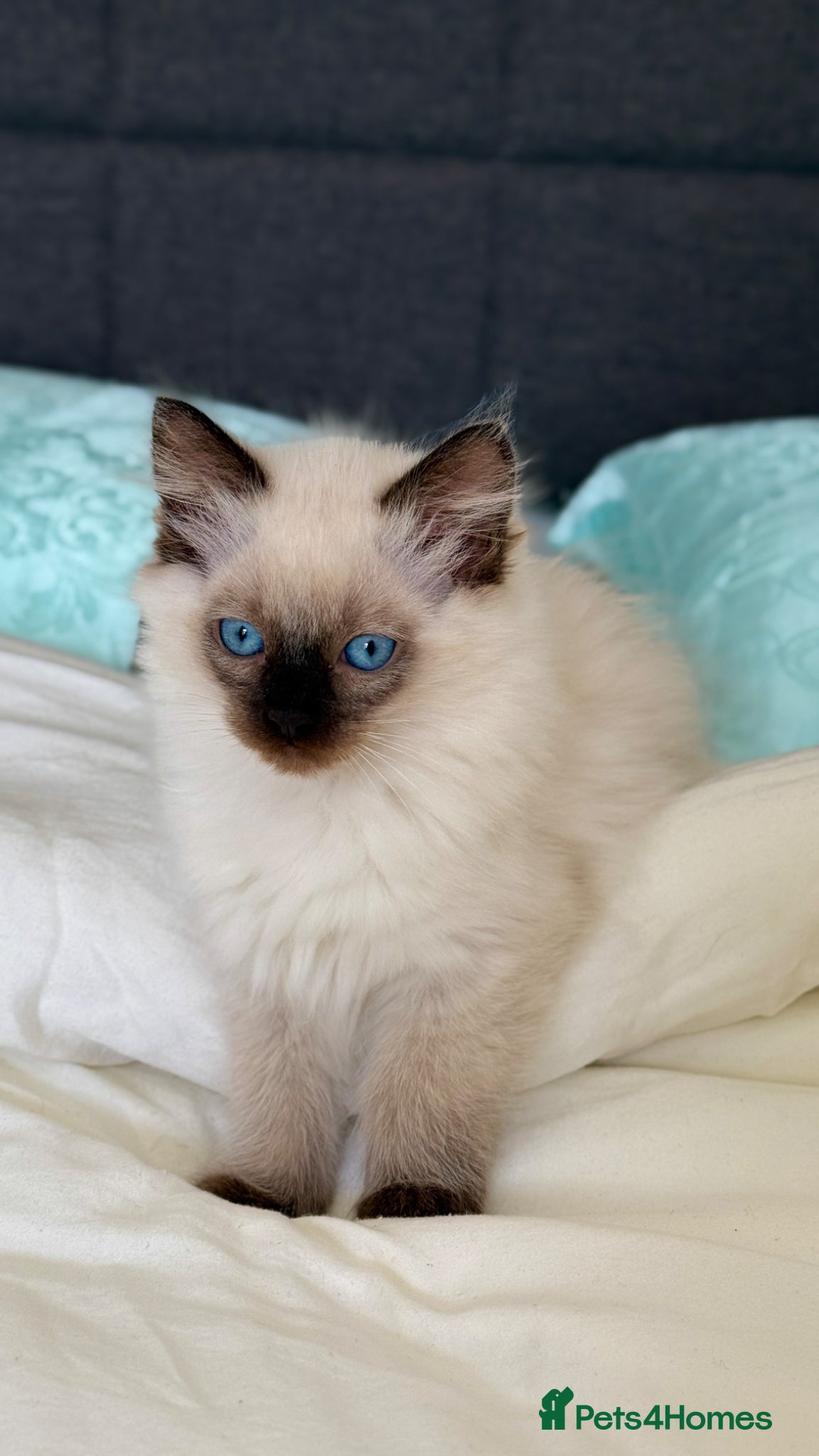 Ragdoll cats Only 2 kittens left 🥹 - Advert 18