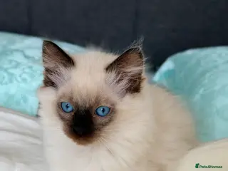 Ragdoll cats Only 2 kittens left 🥹 - Advert 18