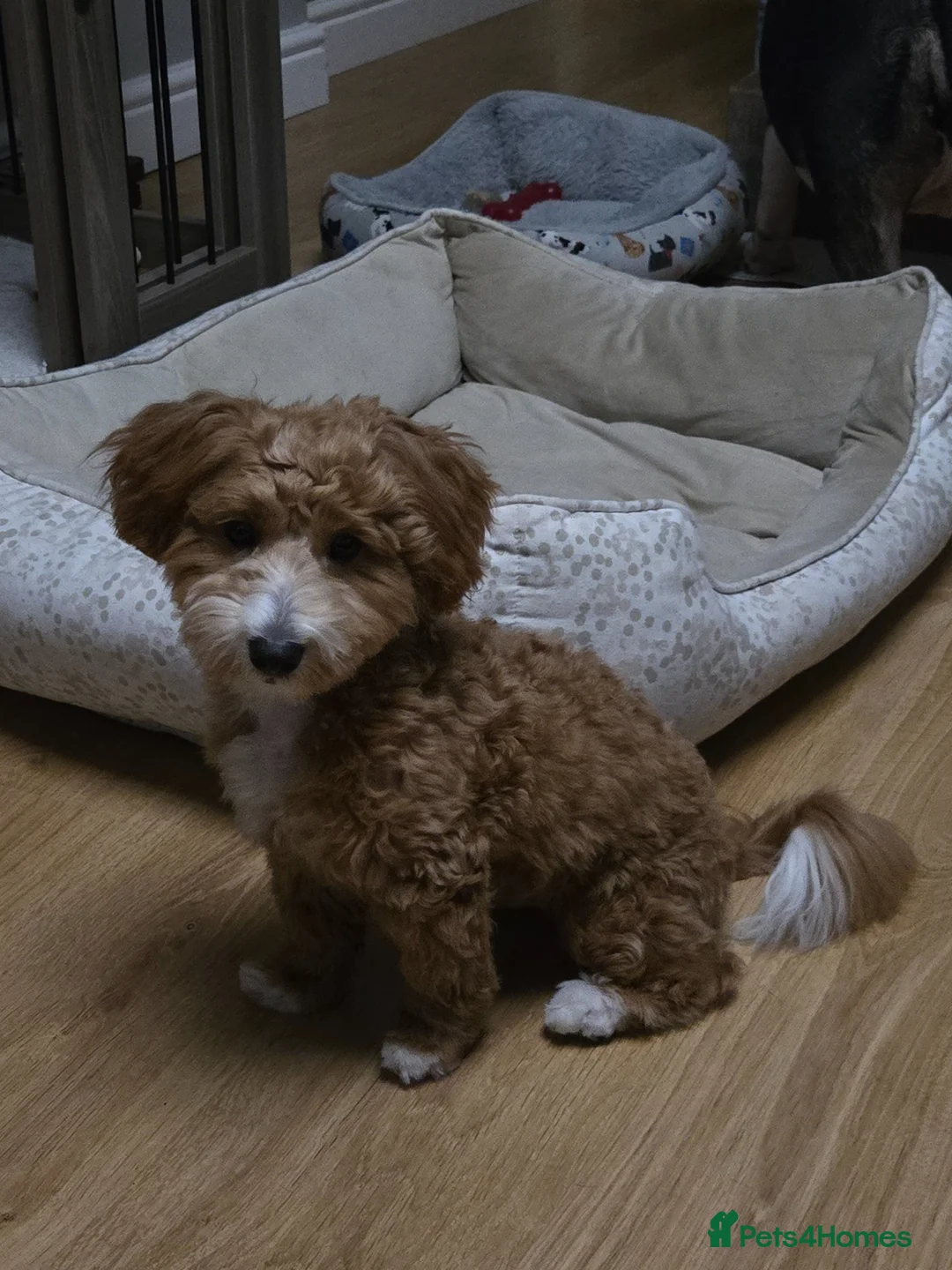 Mixed Breed dogs for sale: Cotonpoo puppy in Manchester - Advert 7