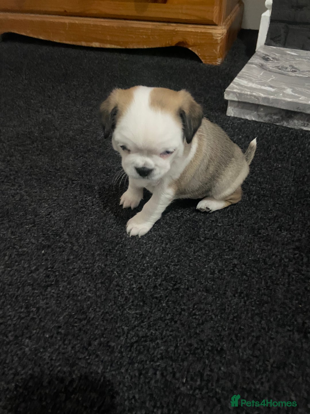 Chug dogs for sale: Stunning boy and girl Chug ready on February 7th - Advert 2