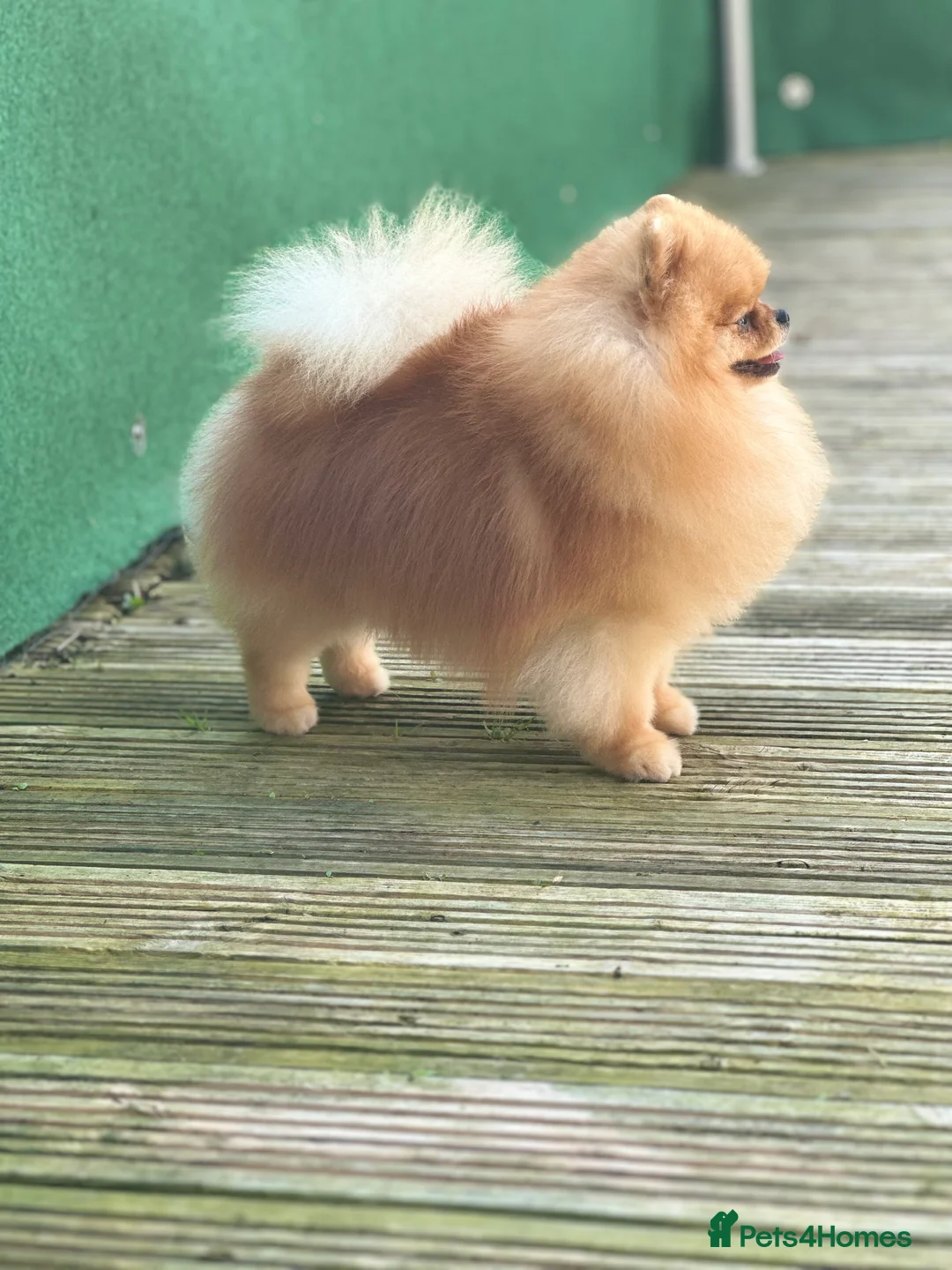 Pomeranian dogs for stud: Stunning orange sable boy for stud in Lanark - Advert 2