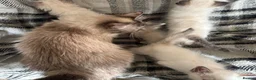 Birman cats for sale: Adorable Birman kittens  in Keith - Advert 3