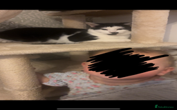 Mixed Breed cats for sale:  Mixed breed Tom cat - Image 5