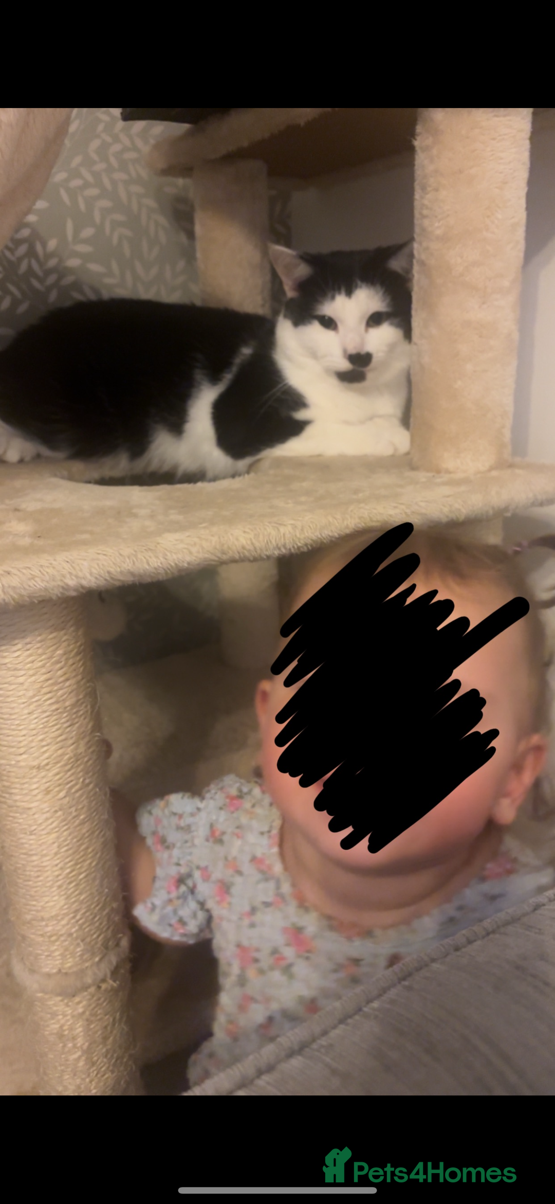 Mixed Breed cats for sale:  Mixed breed Tom cat - Image 5