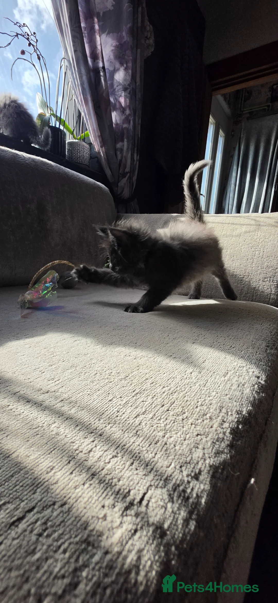 Maine Coon cats for sale: Maine coon Blue smoke kittens Sapphire Skies  - Advert 40