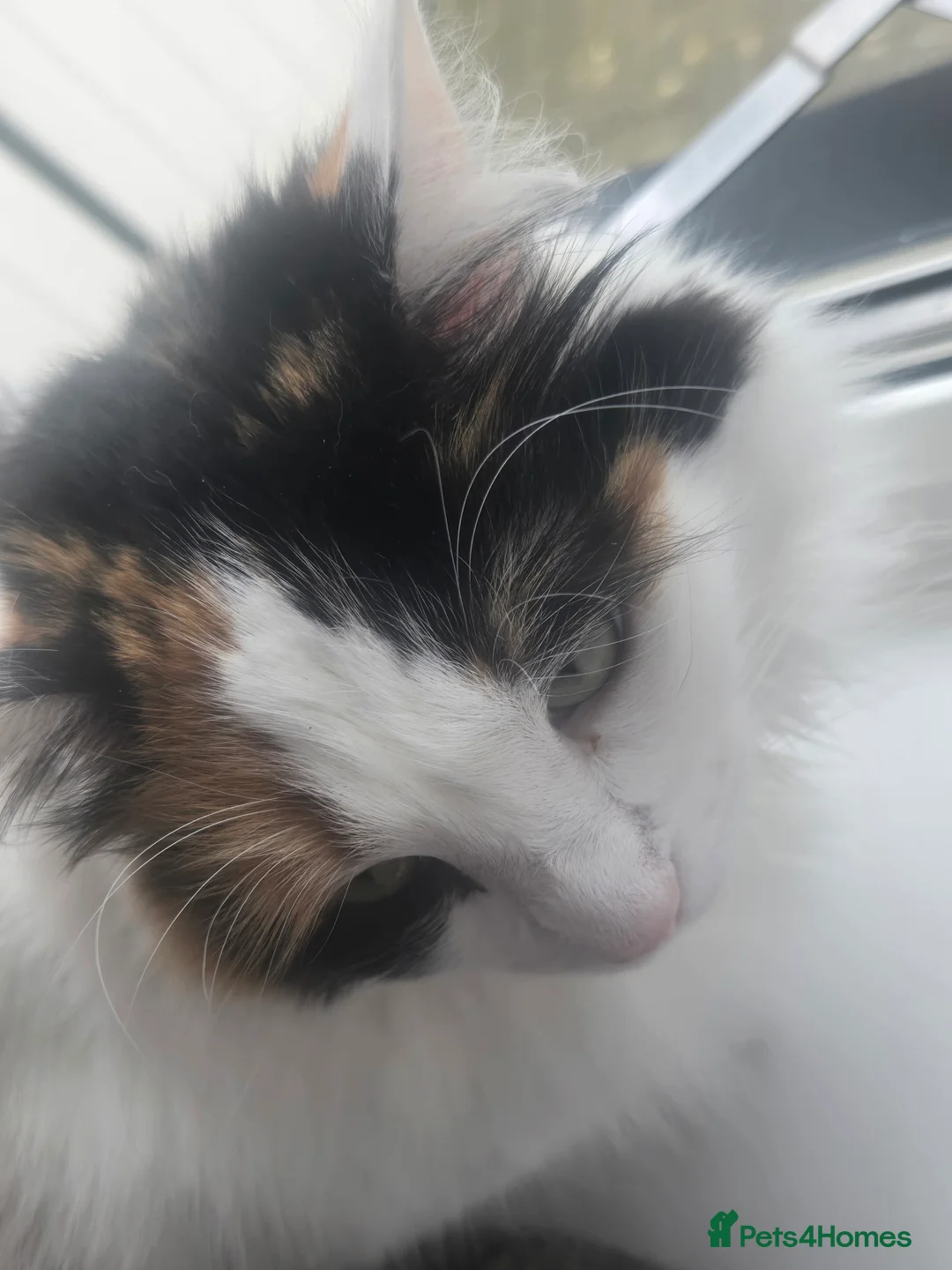 Mixed Breed cats for sale: mother and daughter  - Advert 4