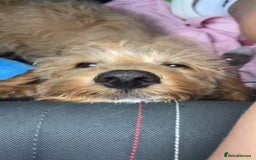 Labradoodle dogs for sale: 4 month old Labradoodle Puppy named Chilli🌶️ - Image 2