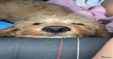 Labradoodle dogs - Advert 1
