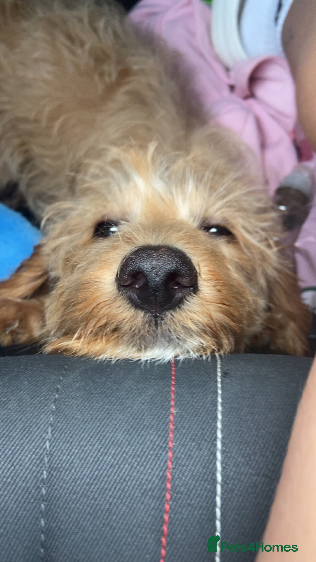 Labradoodle dogs for sale: 4 month old Labradoodle Puppy named Chilli🌶️ - Image 2