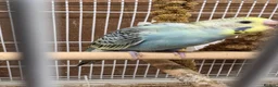 Budgerigars birds for sale: Baby Budgies - Advert 2