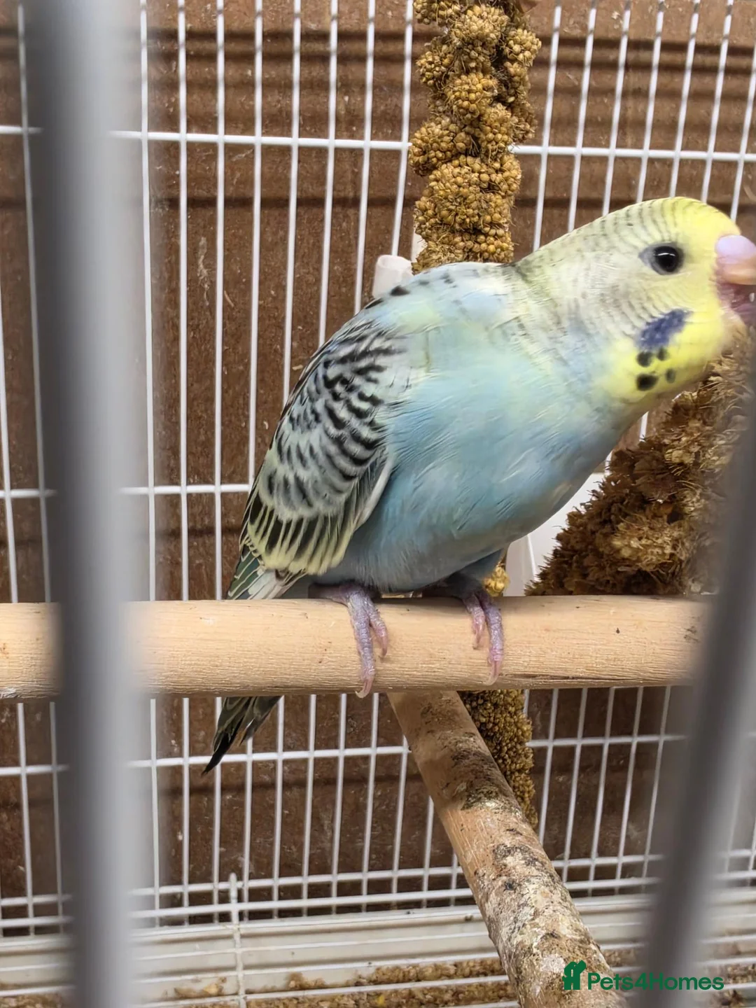 Budgerigars birds for sale: Baby Budgies - Advert 2